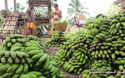 Banana farmers. (Photo / Provided by the Department of Agriculture – Caraga)
